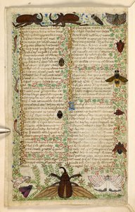Moths and horned beetles, from a Treatise on the Virtues and Vices, and an anonymous prose history of Sicily (fragment), c.1330-40 by Master of the Cocharelli Codex