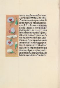 Hours of Queen Isabella the Catholic, Queen of Spain: Fol. 91v by Master of the First Prayerbook of Maximillian