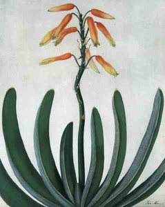 Aloe Striata