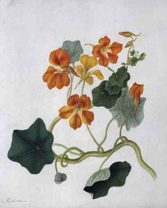 Tropaeolum