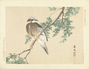 Jay on a Branch