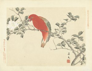 Red Parrot on a Branch with White Flowers