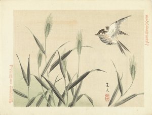 Bird Flying near Grasses