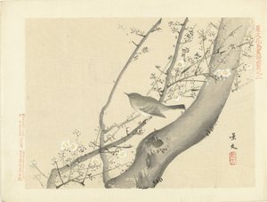Bird in Tree with White Blossom