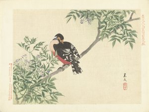 Black-Red Bird (Flower and Bird Sketches by Keibun - Part One)
