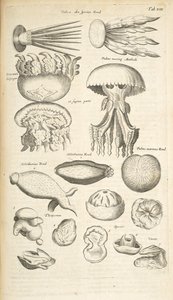 Jellyfish, Sea Cucumber and Other Marine Life, Illustration from 
