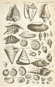 Various Shells, Illustration from 