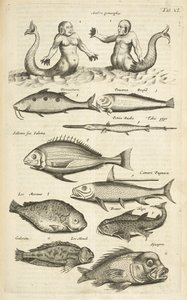 Tab XL, Anthropomorphos; Mermaid; Merman; Tropical Fish, Illustration from 