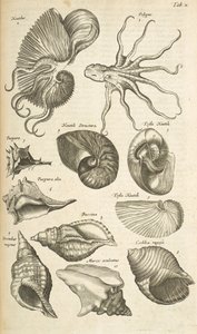 Octopus and Nautilus Shells, Illustration from Historiæ Naturalis de Quadrupetibus by Mattaus the Younger Merian