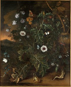 Thistles, Brambles, Poppies and Other Plants