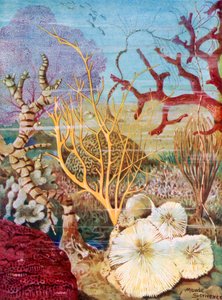 Corals