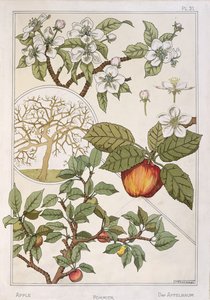 Apple Tree, Fruits and Flowers, from 