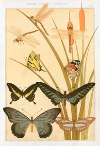 Butterflies, pub. 1897 by Maurice Pillard Verneuil