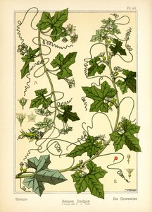 The Bryony