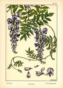 The Glycine by Maurice Pillard Verneuil