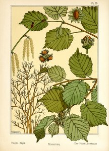 The Hazel Tree by Maurice Pillard Verneuil