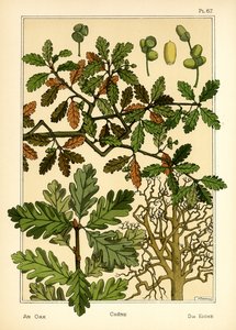 The Oak