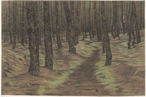 Pine Forest