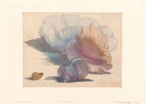 Three Shells by a Delft Folded Dish by Maurits van der Valk