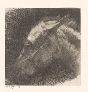 Head of a Mule
