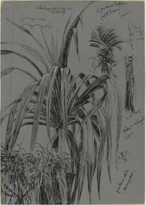 Studies of Screwpines from Madagascar by Max Seliger