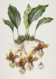 The Stanhope Tiger Orchid
