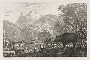 Wild Boar, Wildcat and Lynx by Maximilian Josef Wagenbauer