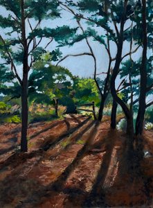 Forest Trail Long Shadows