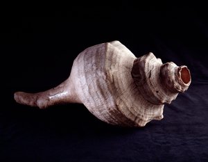 Pre-Columbian Art, Mayan Civilization, Classical Period: Sea Shell Used as a Musical Instrument (Trumpet). From Uaxactun, Guatemala by Mayan Mayan