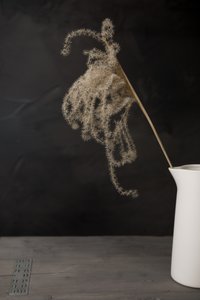 White Pitcher Pampas by Mayra Pama