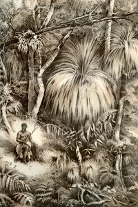 Tasmanian Forest Scene