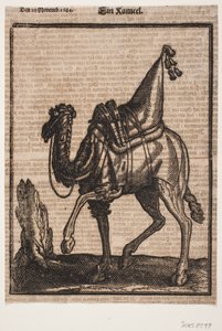 A Saddled-up Dromedary, Profile Towards the Left, with the Animal