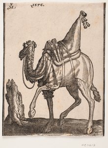 A Saddled-up Dromedary, Profile Towards the Left, with the Animal