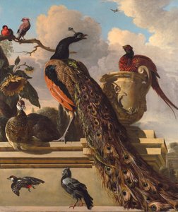 Birds in the Park