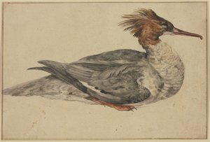 Resting duck with brown crest, red beak and feet by Melchior de Hondecoeter