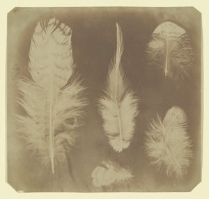 Chicken Feathers, ca. 1840 by Mervyn Herbert Nevil Story Maskelyne