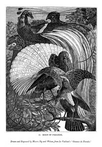 Birds of Paradise