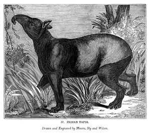 Indian Tapir