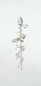 Drawing from Michael Faraday