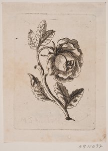 A Rose by Michael Fosie