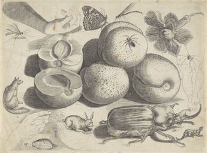 Study Sheet with Drawing Examples: Fruits, Animals, Insects, and Hands by Michael Snijders