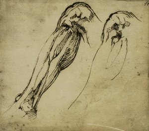 Anatomical Studies of a Leg by Michelangelo Buonarroti
