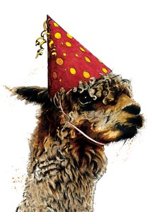 Birthday Alpaca on White