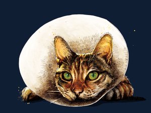 Get Well Cat on Midnight Blue, 2020
