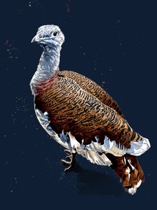 Great Bustard on Midnight Blue, 2020