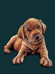 Marge The Puppy