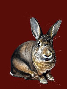 Meg The Bunny