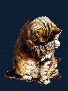 Smallfry The Cat on Midnight Blue
