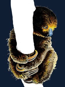 Talita The Sloth