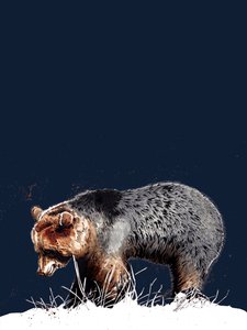 The Bear